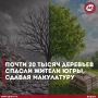 Почти 20 тысяч деревьев спасли жители Югры, сдавая макулатуру