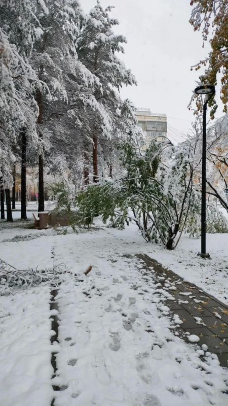 Сургутяне делятся фотографиями поваленных деревьев
