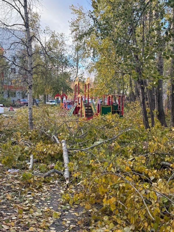 «Дети играют в обломках деревьев!»: крик души сургутянки об опасной площадке «Дети играют в обломках деревьев!»: крик души сургутянки об опасной площадке