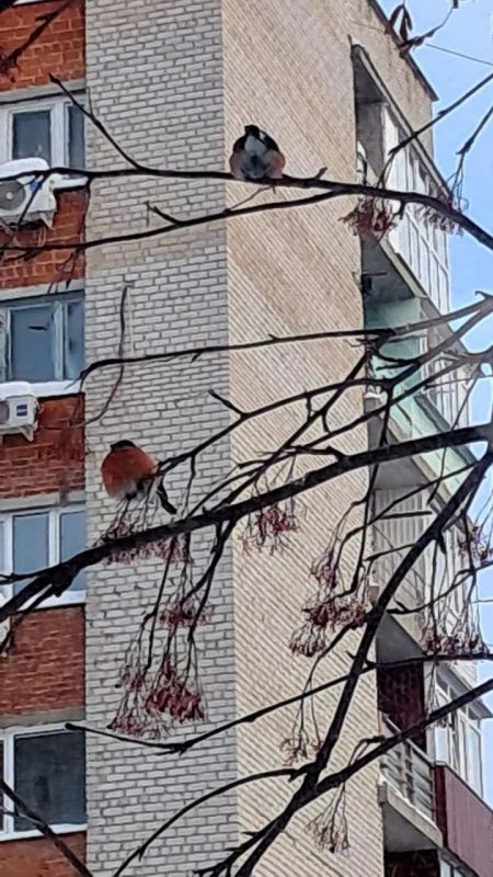 Вестники зимы уже близко: снегири прилетят в Югру, несмотря на жаркое лето