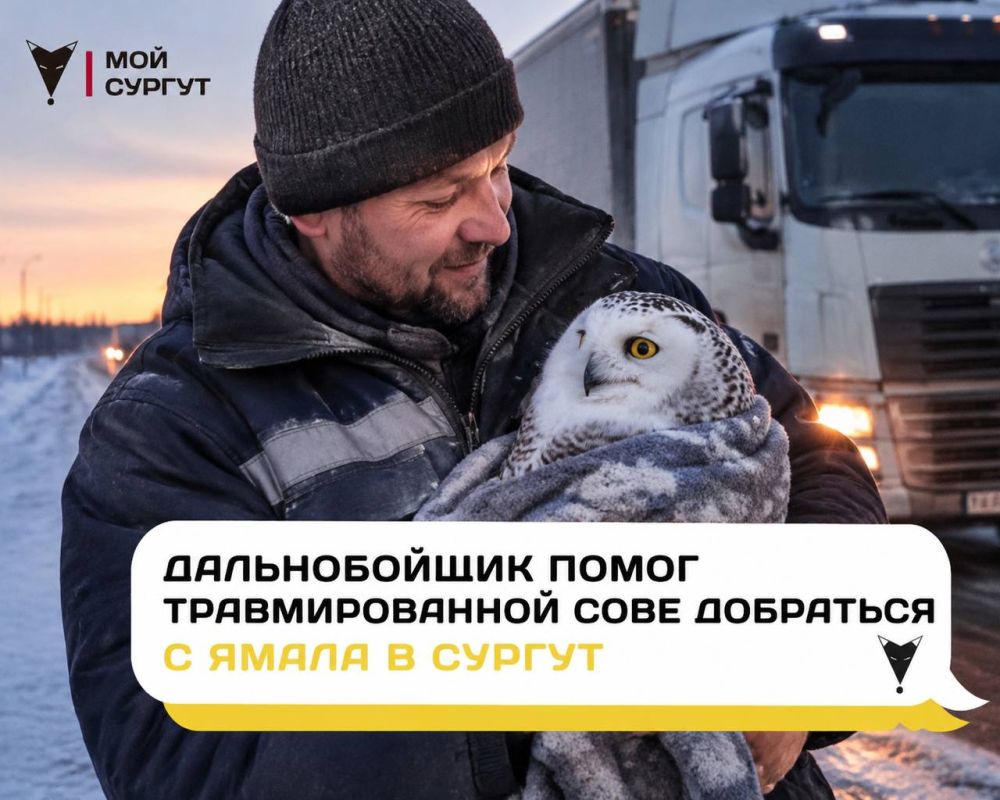 Дальнобойщик помог травмированной сове добраться с Ямала в Сургут